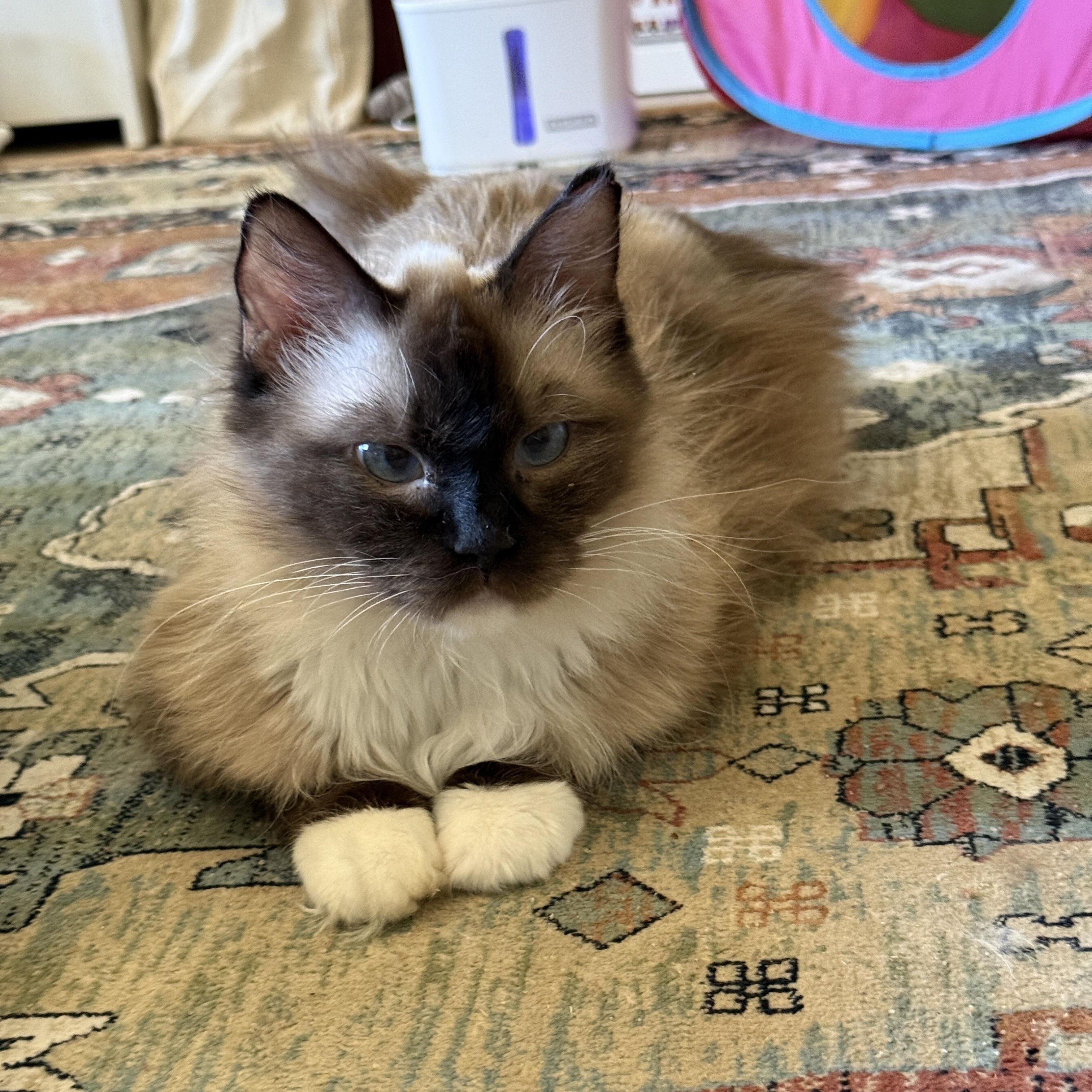Athena, ADOPTABLE, Adult Female Ragdoll.