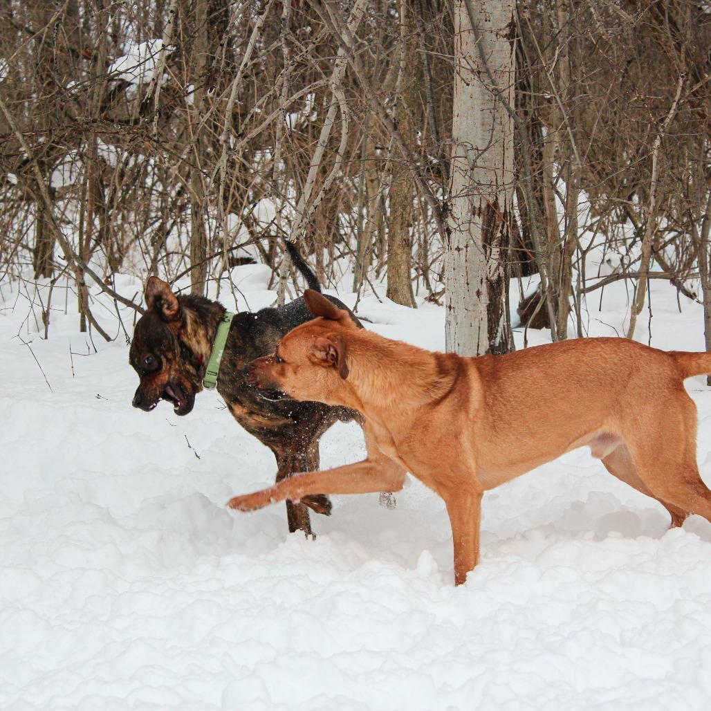 Ryxon 192, a Adoptable mixed breed in Canastota, NY image 5/6