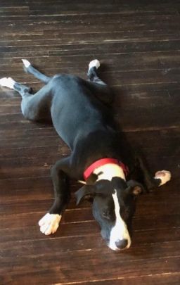 Bocephus — thumbnail 2