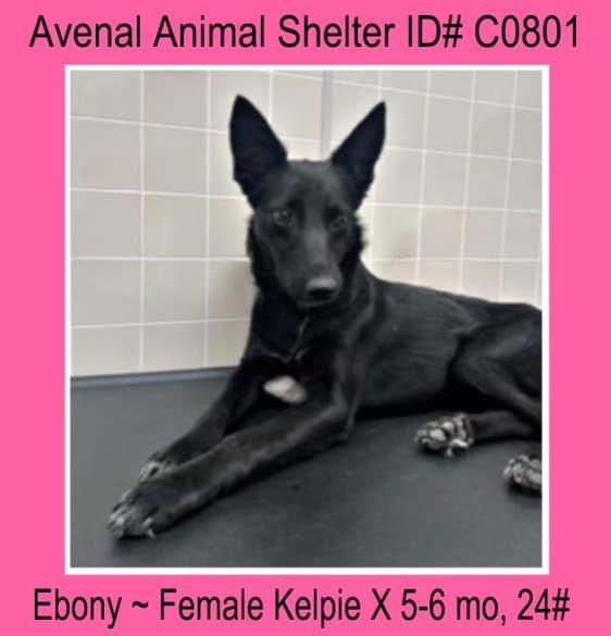 Ebony, Adopted, Young Female Australian Kelpie.