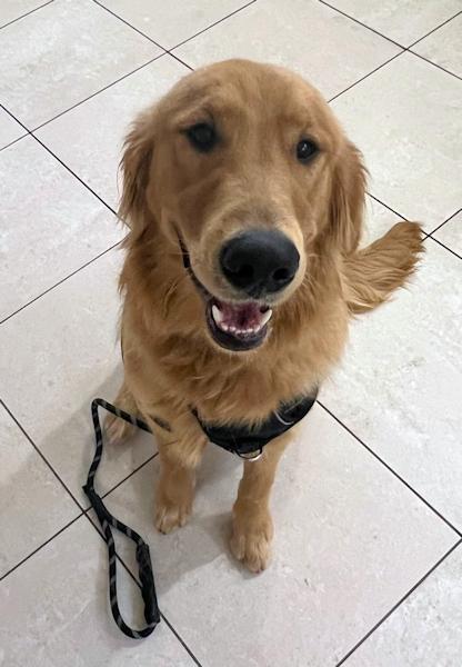 Enlarge Max the Golden Puppy, an adopted Golden Retriever in Los Angeles, CA image 2/6