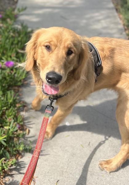 Enlarge Max the Golden Puppy, an adopted Golden Retriever in Los Angeles, CA image 3/6
