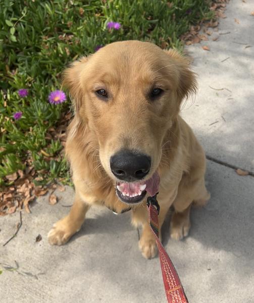 Enlarge Max the Golden Puppy, an adopted Golden Retriever in Los Angeles, CA image 4/6