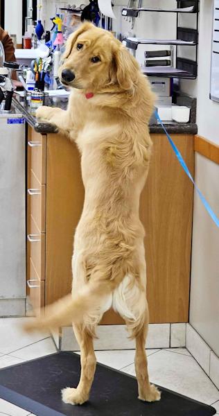 Enlarge Max the Golden Puppy, an adopted Golden Retriever in Los Angeles, CA image 5/6