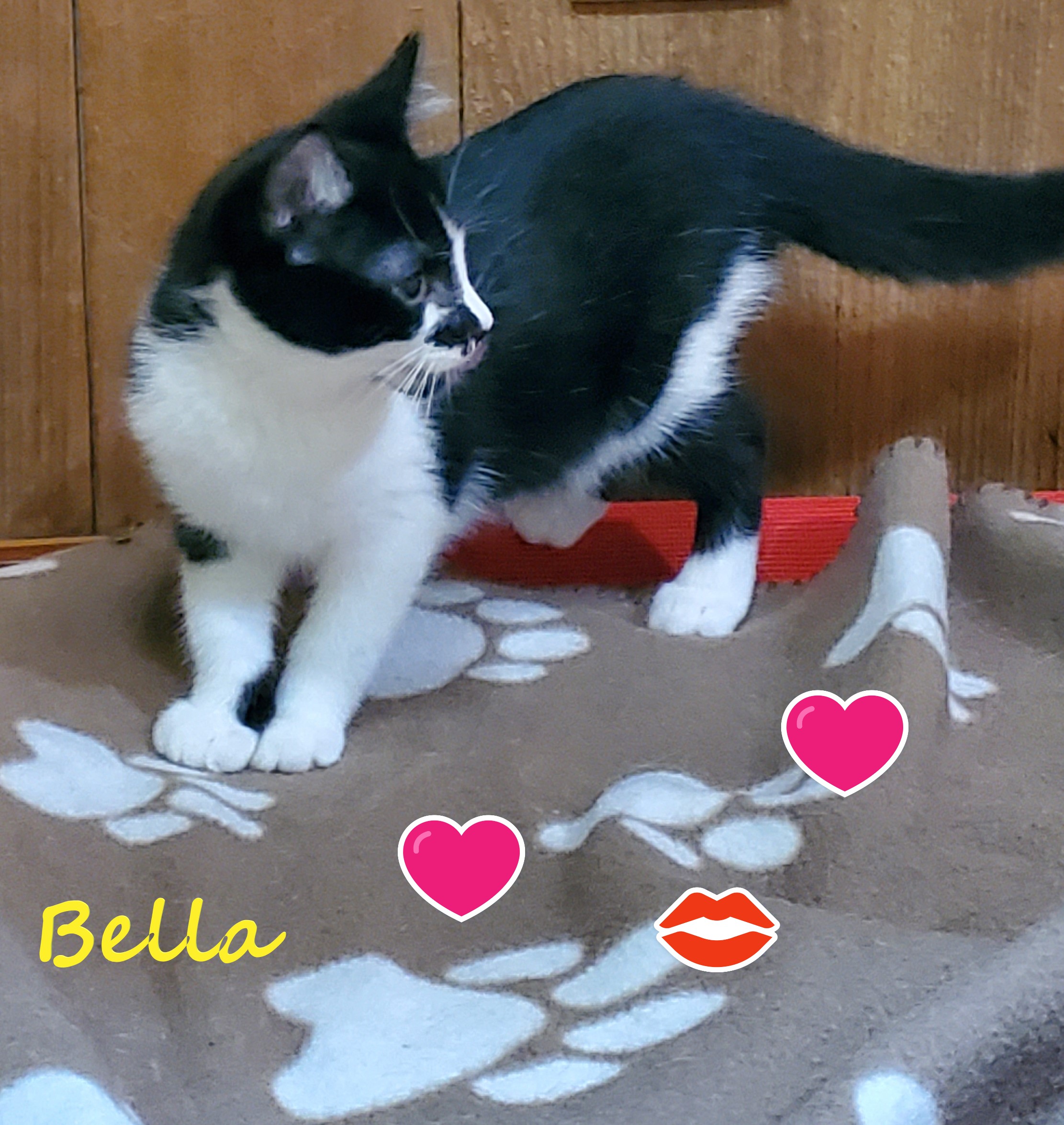 BELLA
