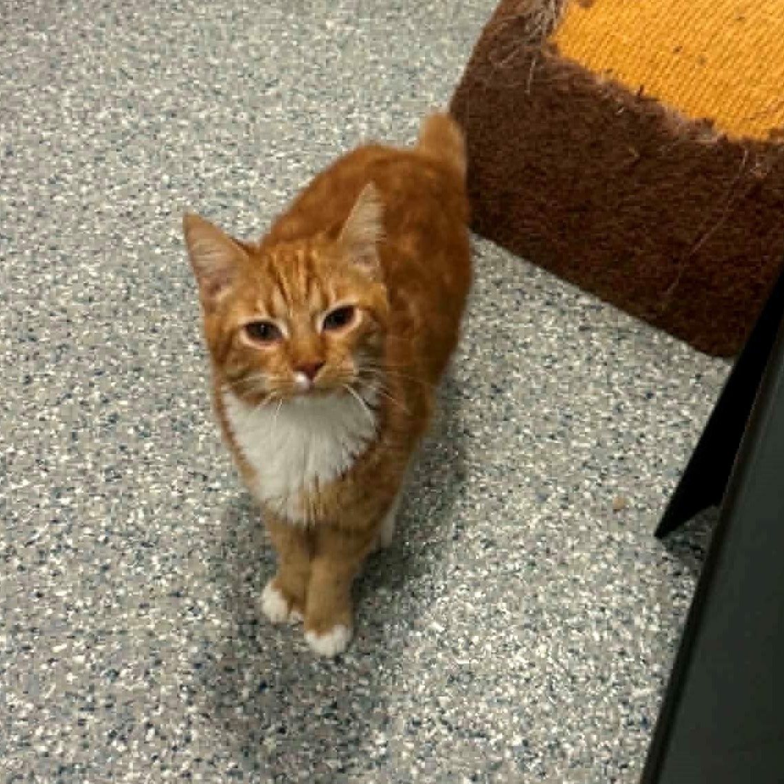 Rockette, a ADOPTABLE American Shorthair in Danbury, CT image 3/3
