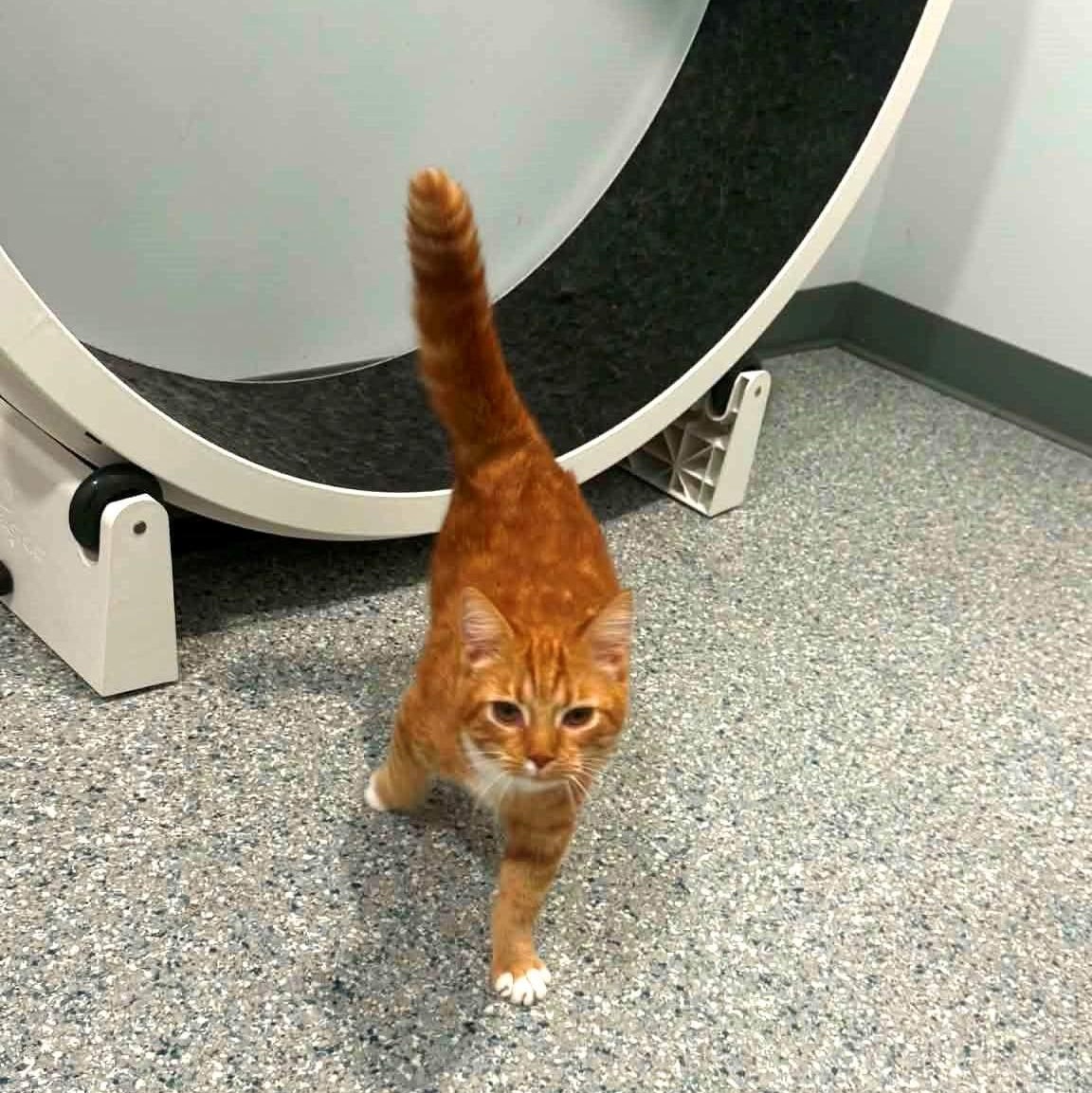 Rockette, a ADOPTABLE American Shorthair in Danbury, CT image 2/3