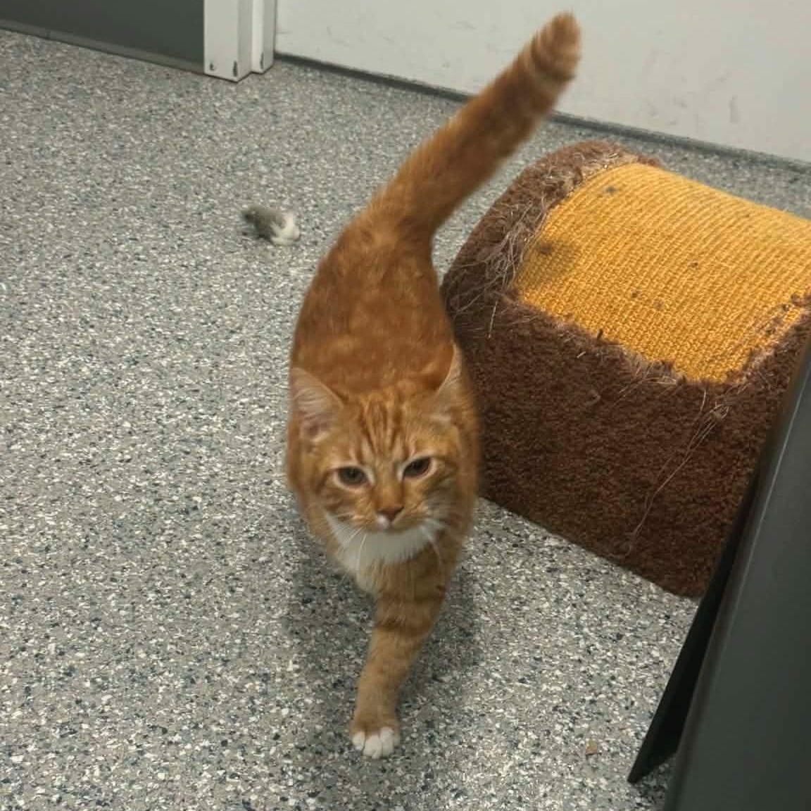 Rockette, a ADOPTABLE American Shorthair in Danbury, CT image 1/3