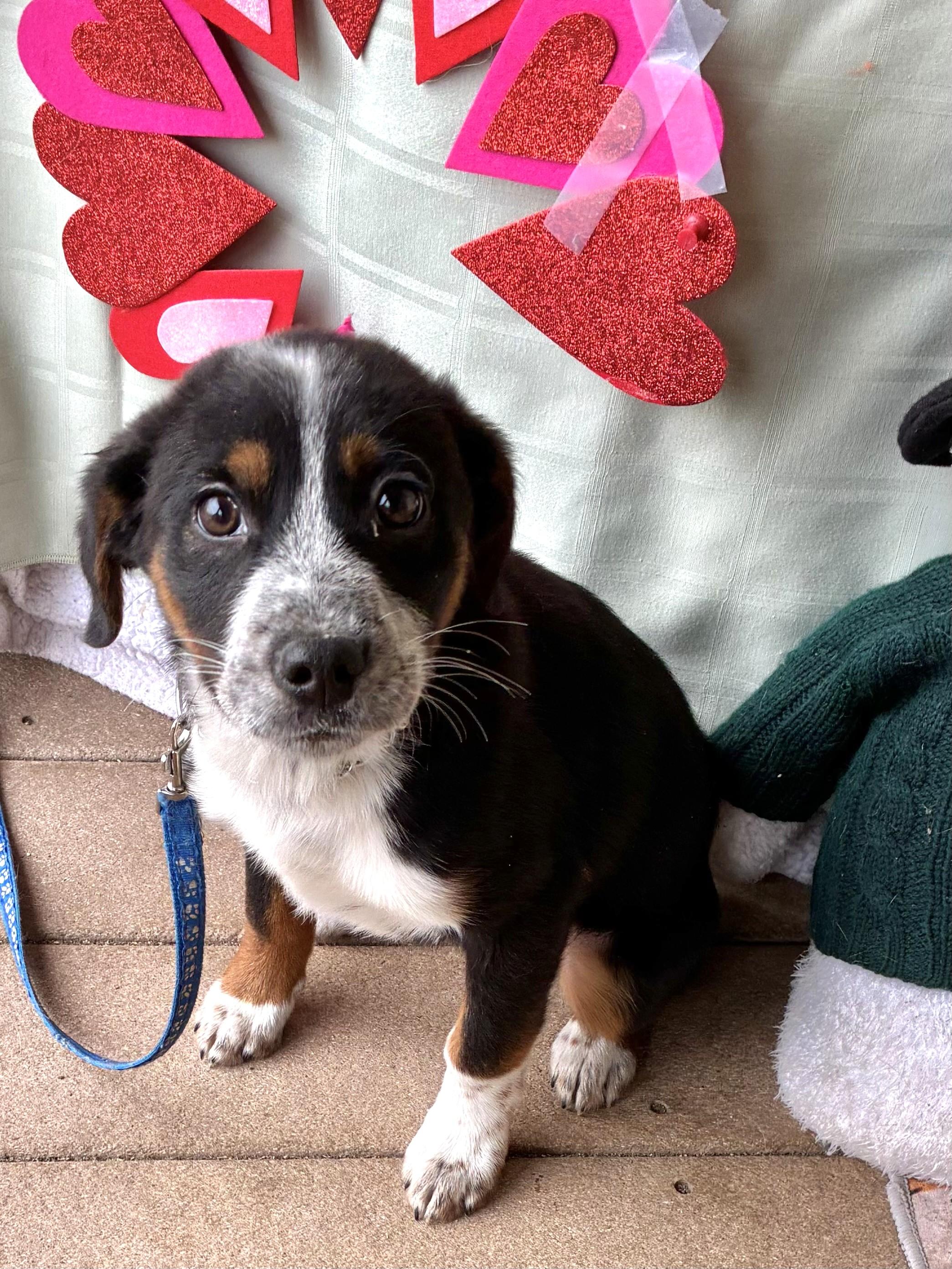 Enlarge Divot, a ADOPTABLE mixed breed in West Chicago, IL image 3/3