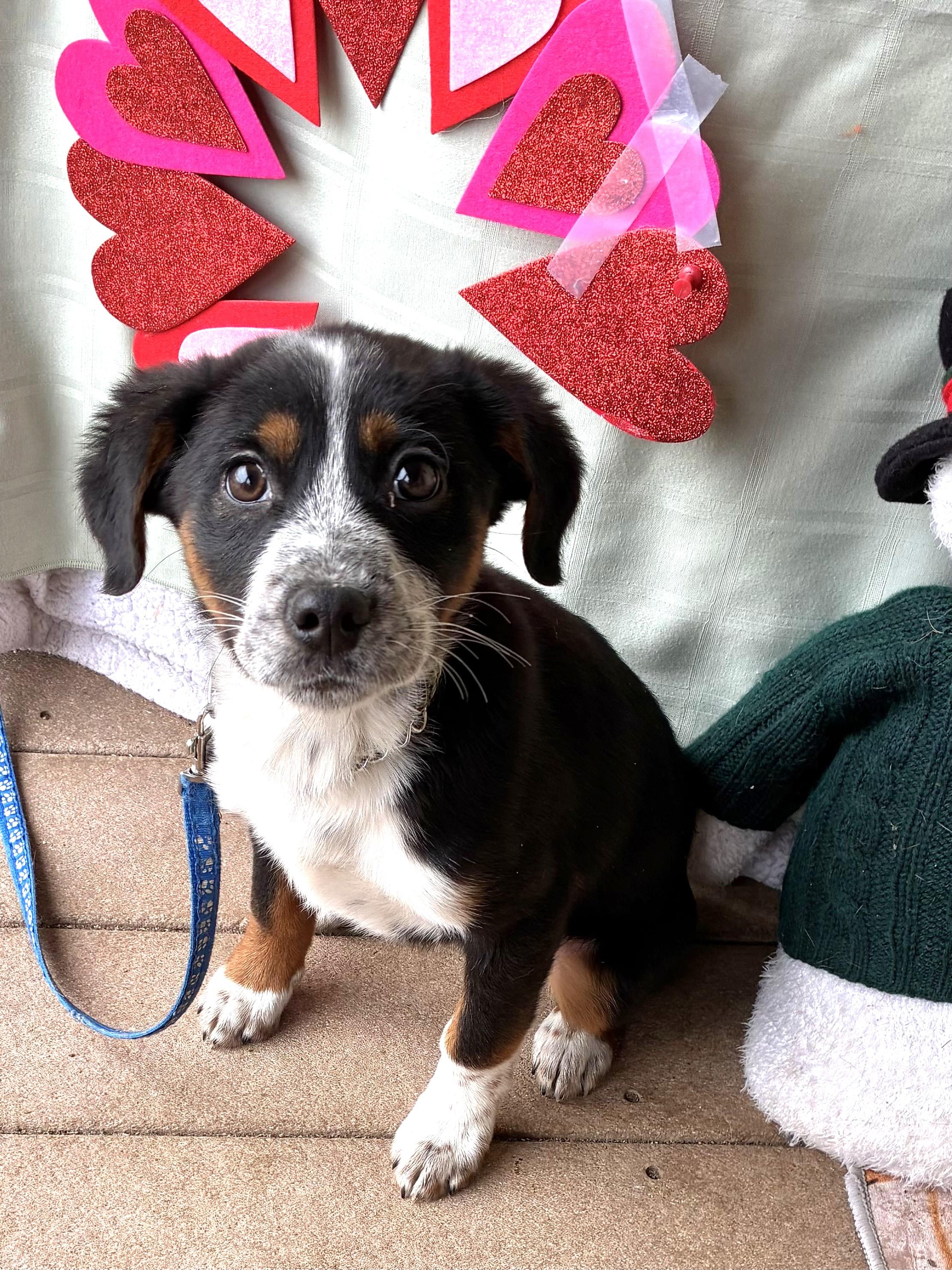 Enlarge Divot, a ADOPTABLE mixed breed in West Chicago, IL image 1/3