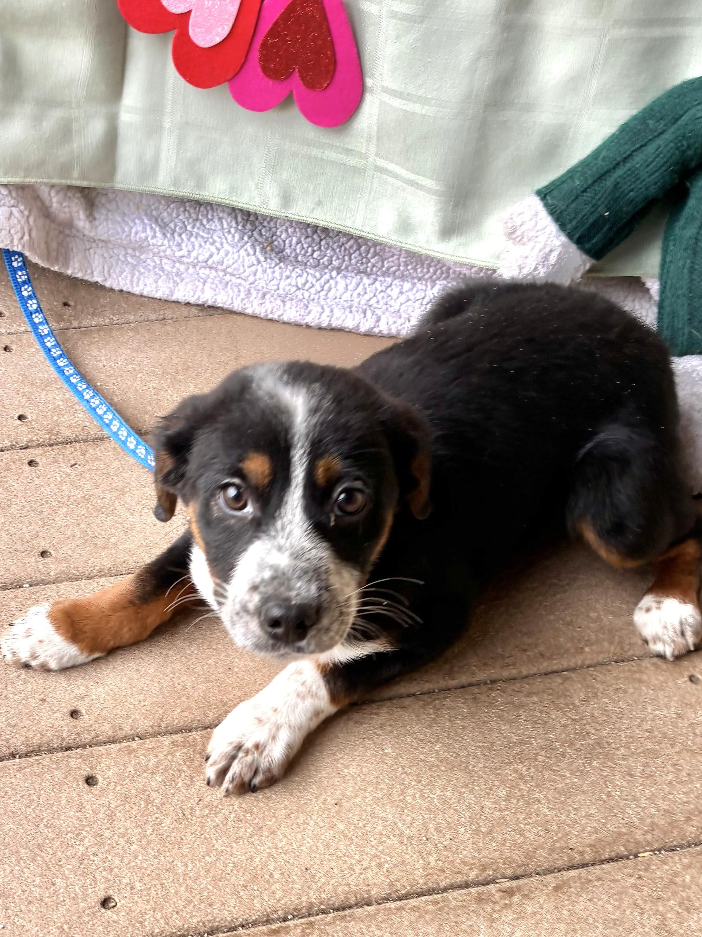 Enlarge Divot, a ADOPTABLE mixed breed in West Chicago, IL image 2/3