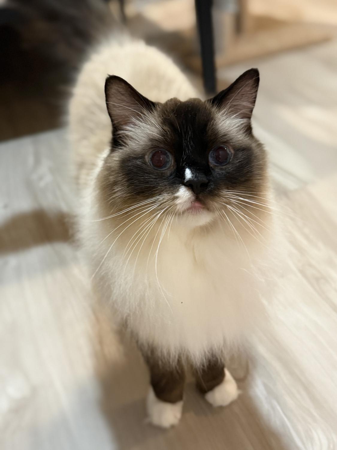 MAX