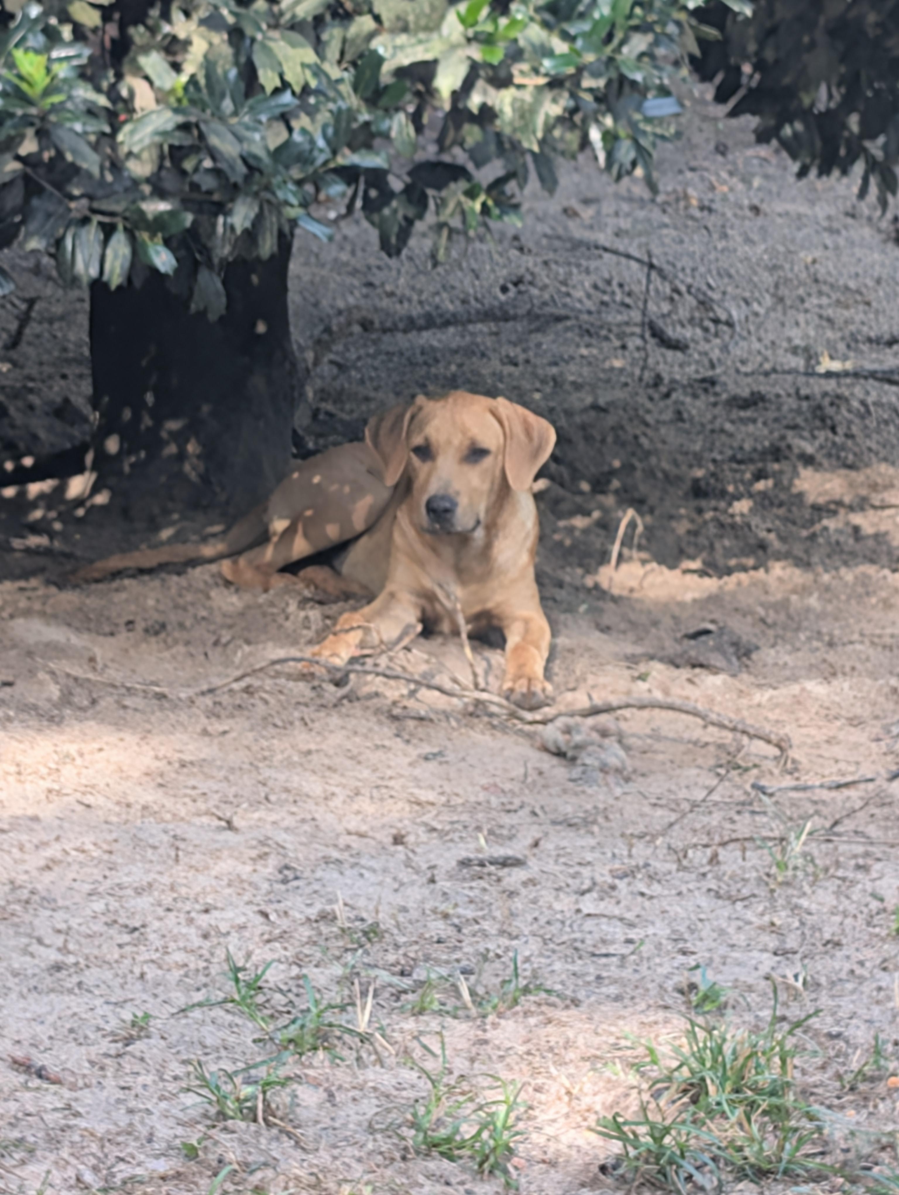 Enlarge SPUNKY, a ADOPTABLE mixed breed in Jacksonville, FL image 5/6