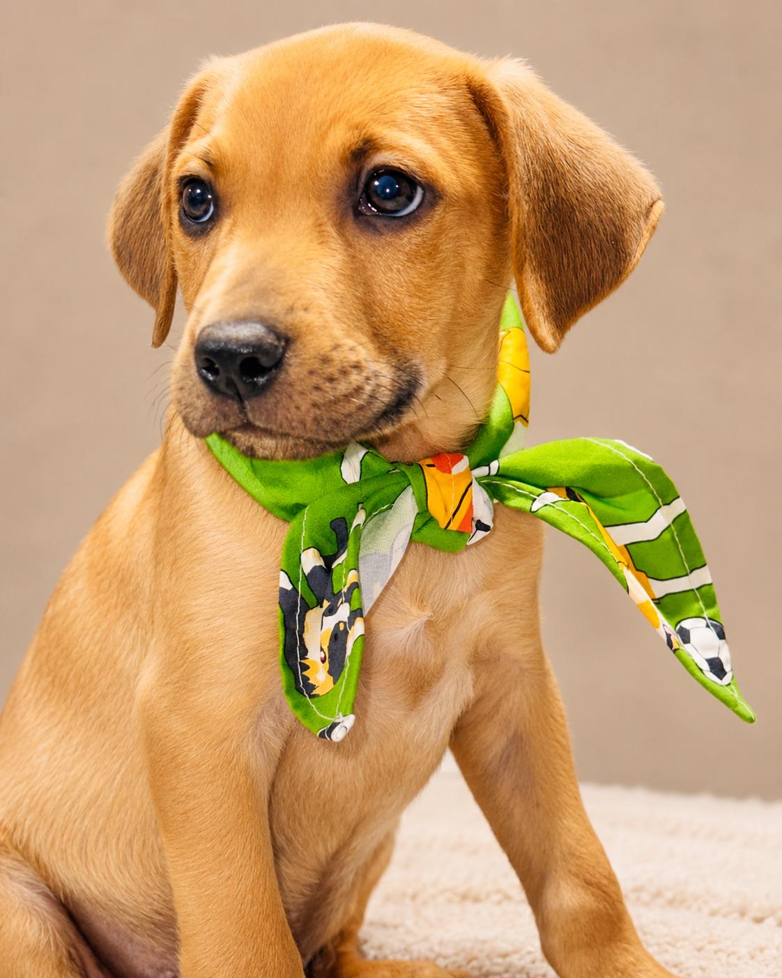 SPUNKY, a ADOPTABLE mixed breed in Jacksonville, FL image 3/3