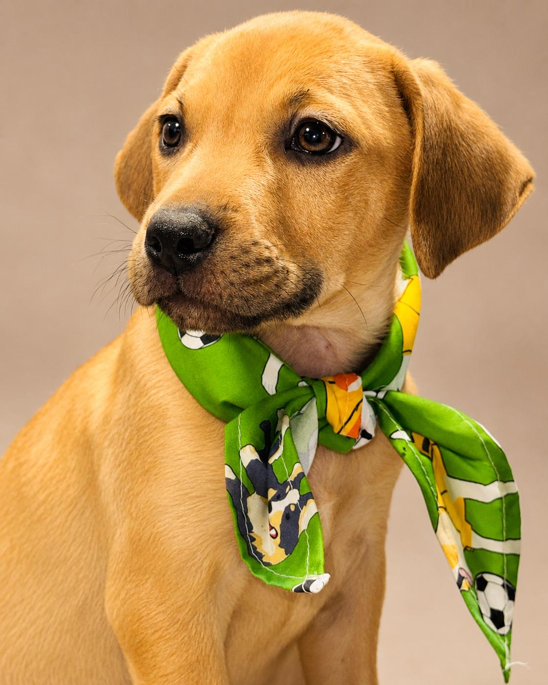 SPUNKY, ADOPTABLE, Puppy Male Jack Russell Terrier & Beagle.