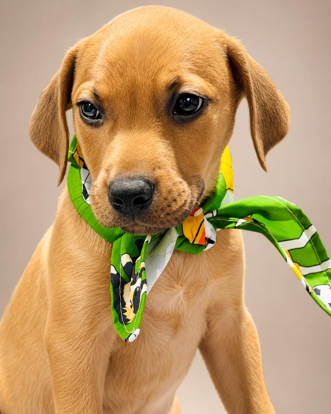 SPUNKY, a ADOPTABLE mixed breed in Jacksonville, FL image 2/3