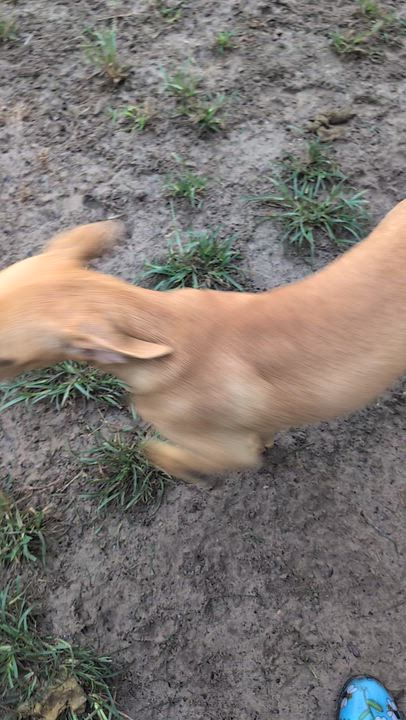 Enlarge SPUNKY, a ADOPTABLE mixed breed in Jacksonville, FL video 6/6