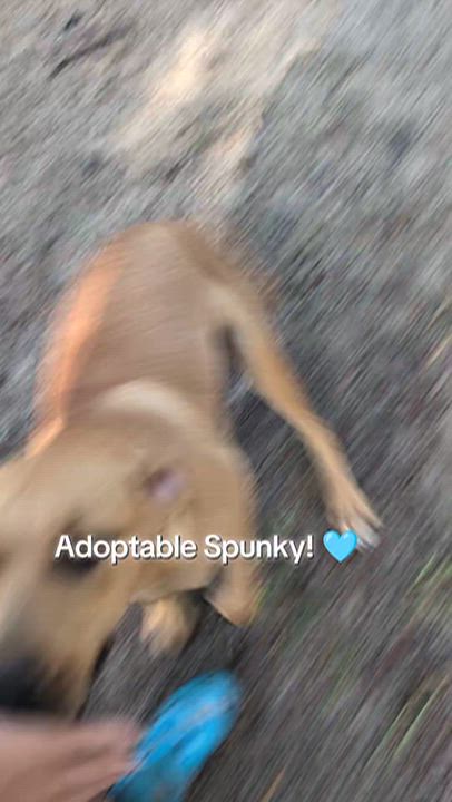Enlarge SPUNKY, a Adoptable mixed breed in Jacksonville, FL video 2/6
