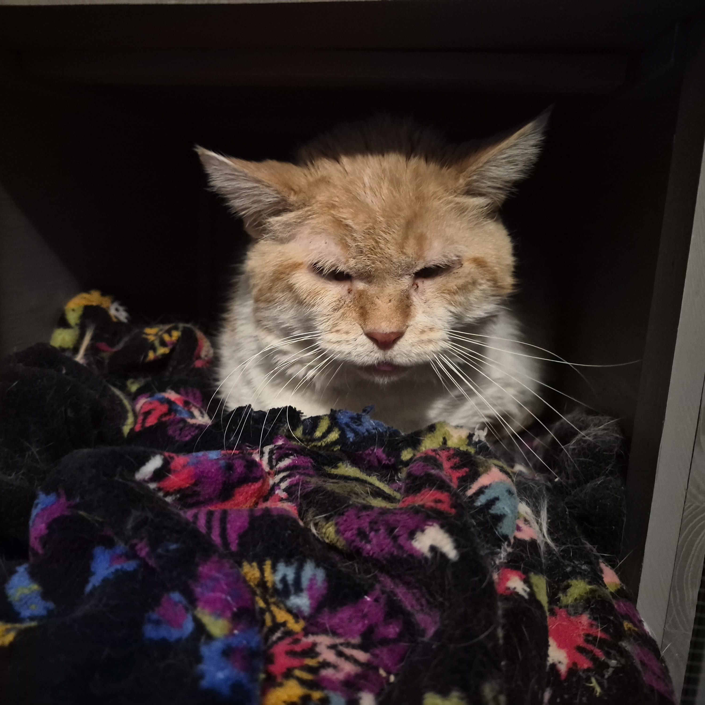 Enlarge Big Red, a Adoptable Domestic Short Hair in Keansburg, NJ image 2/3