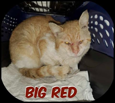 Big Red, Adoptable, Adult Male Domestic Short Hair.