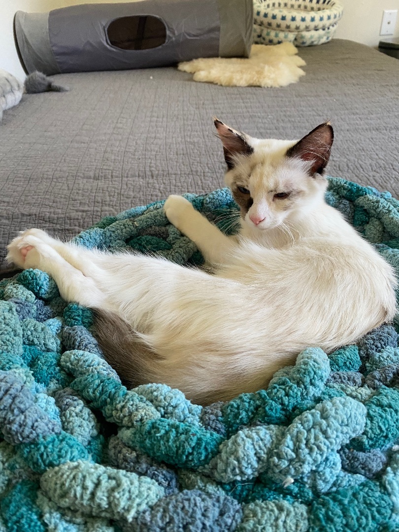 Possum, Adopted, Young Female Ragdoll & Siamese.