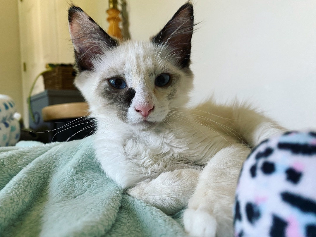 Enlarge Possum, a Adopted mixed breed in Milton, FL image 2/14