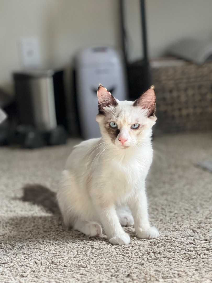 Enlarge Possum, a Adopted mixed breed in Milton, FL image 3/14