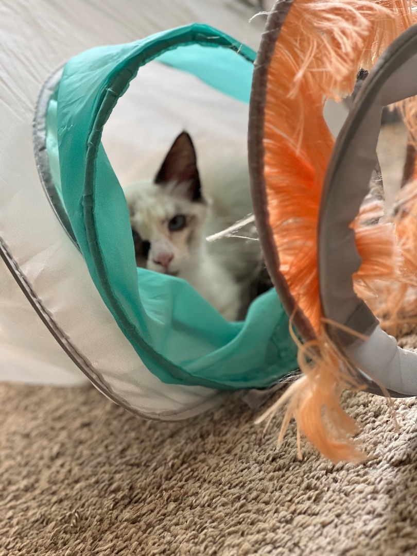 Enlarge Possum, a Adopted mixed breed in Milton, FL image 4/14