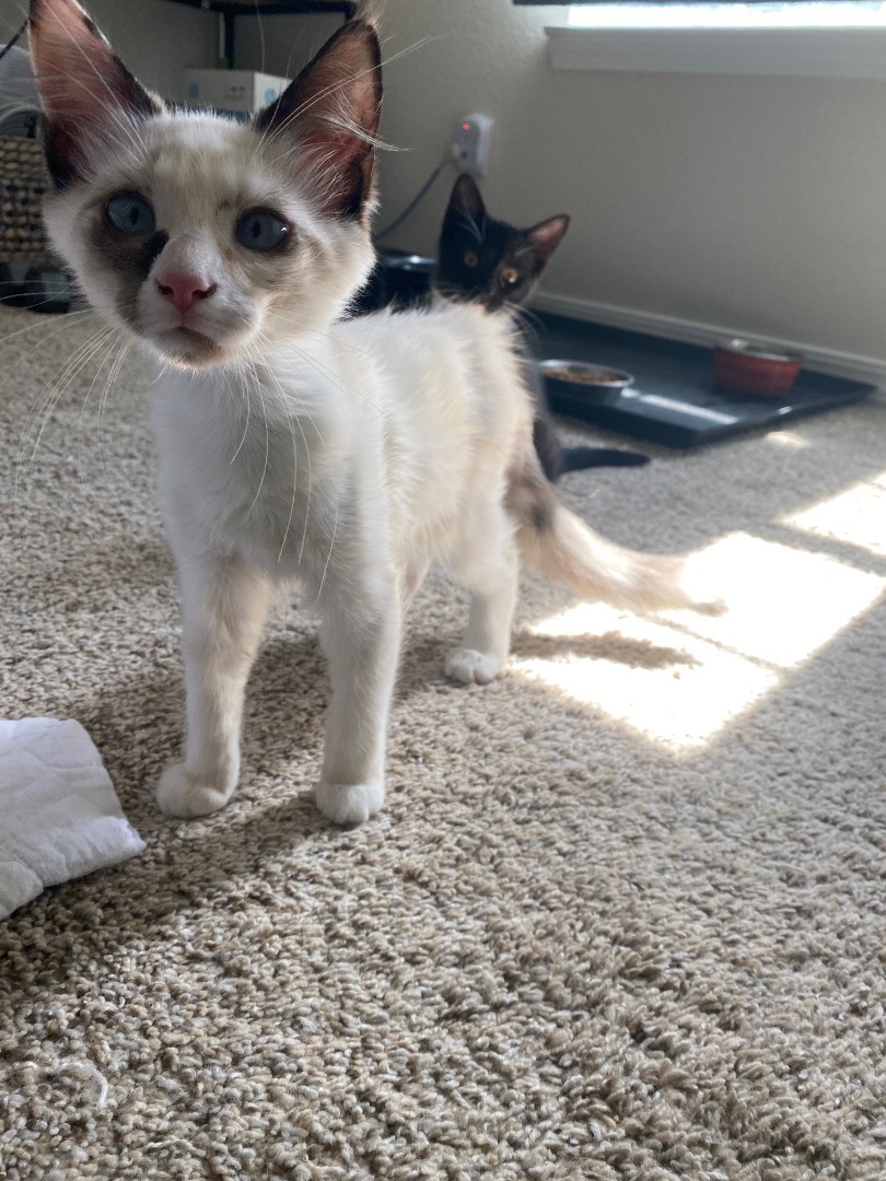 Enlarge Possum, a Adopted mixed breed in Milton, FL image 5/14