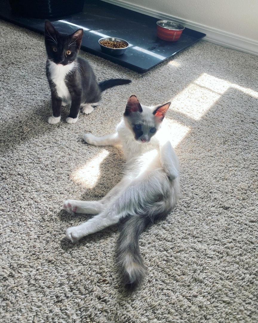 Enlarge Possum, a Adopted mixed breed in Milton, FL image 6/14