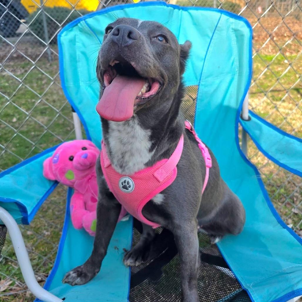 Enlarge ELM 50 (Lil Blue) (Adoption Sponsored), a Adoptable Mixed Breed in Gadsden, AL image 2/6