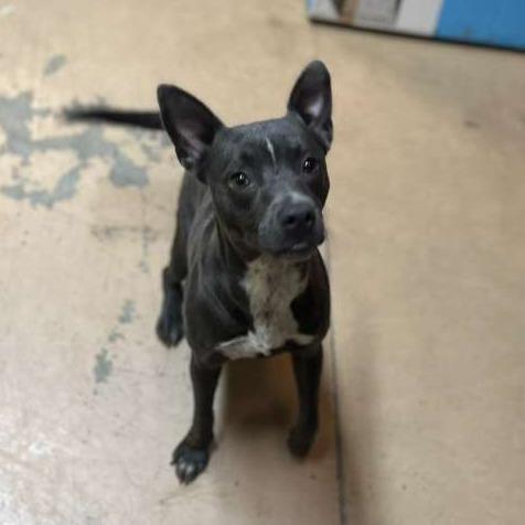 Enlarge ELM 50 (Lil Blue), a Adoptable Mixed Breed in Gadsden, AL image 2/5