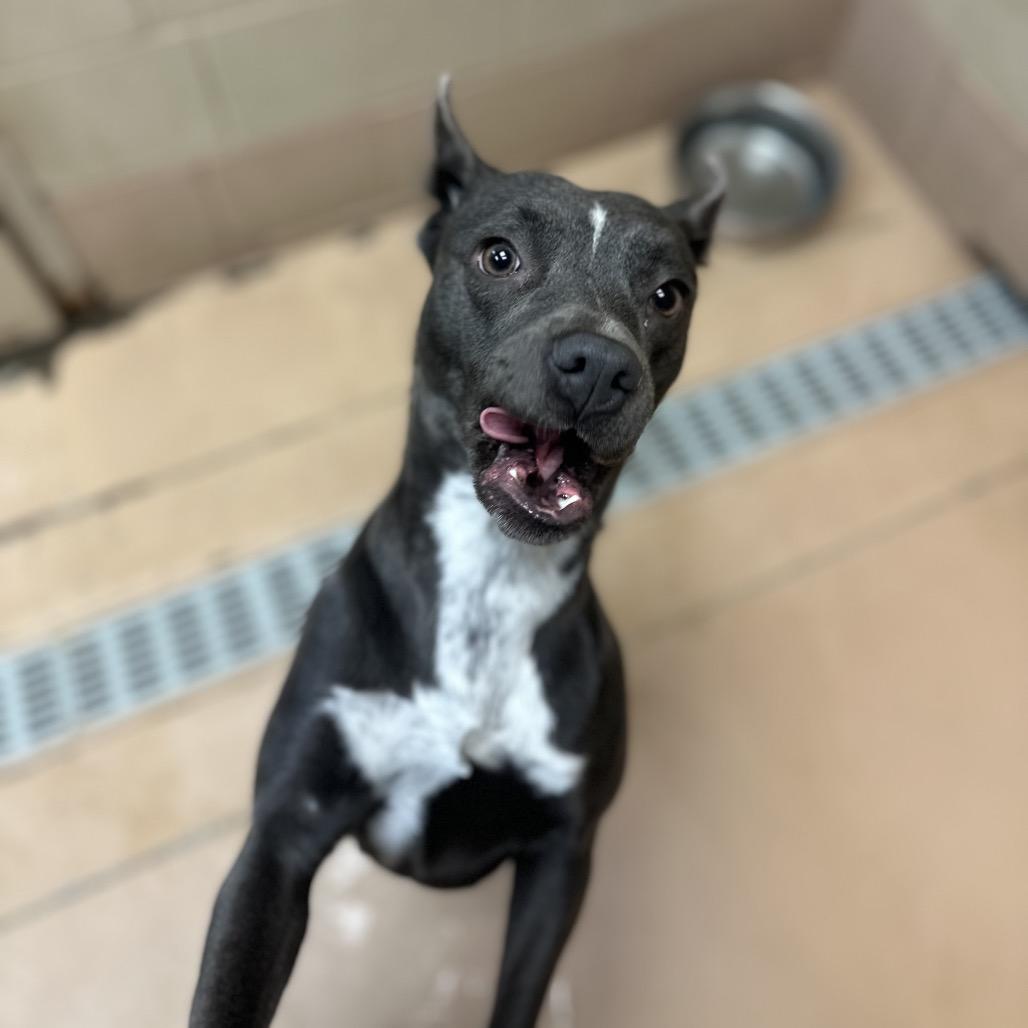 Enlarge ELM 50 (Lil Blue), a Adoptable Mixed Breed in Gadsden, AL image 3/5