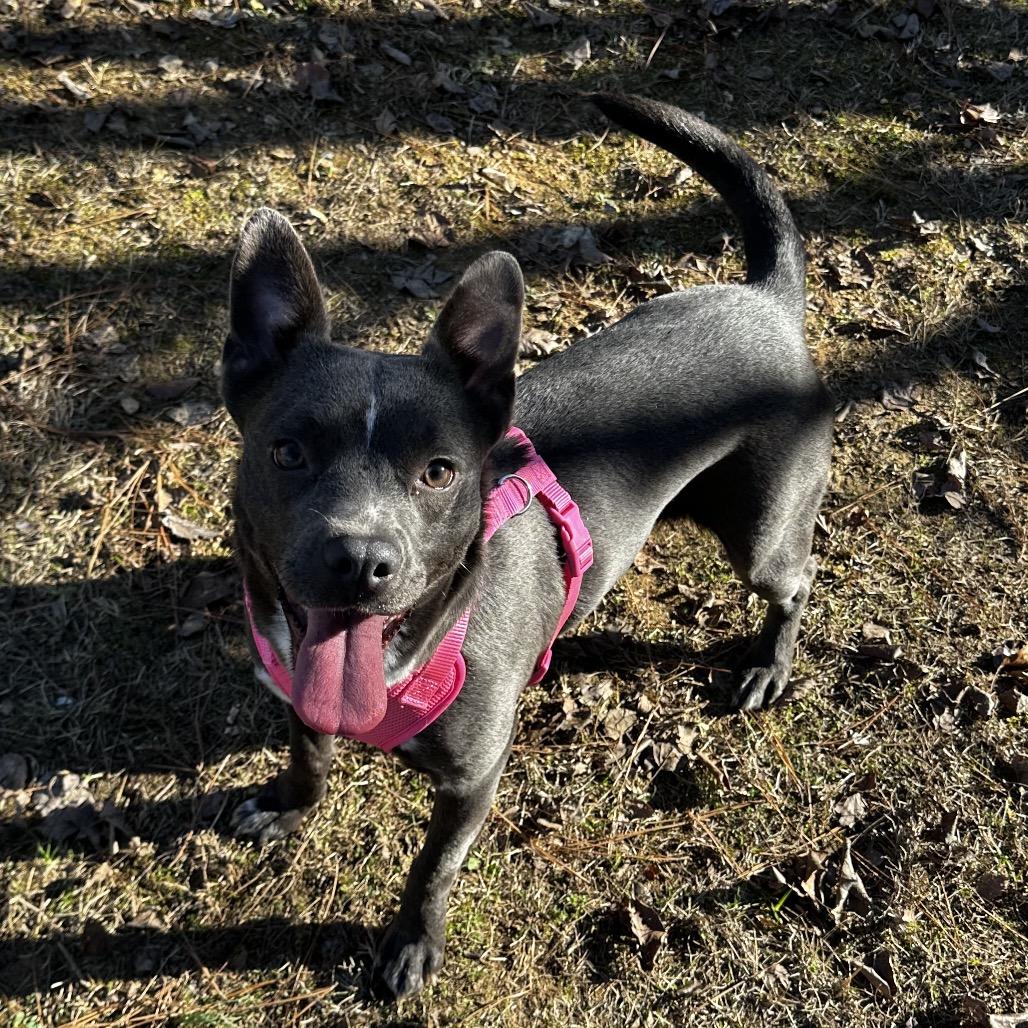 Enlarge ELM 50 (Lil Blue) (Adoption Sponsored), a Adoptable Mixed Breed in Gadsden, AL image 4/6