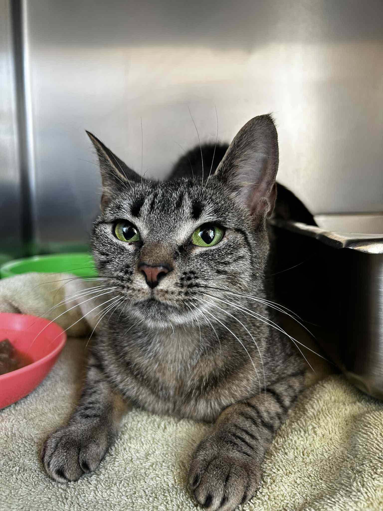 Annie, Adoptable, Adult Female Domestic Short Hair.