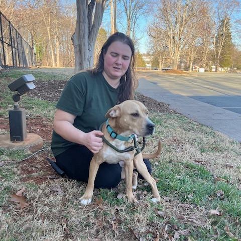 Stu, Adoptable, Adult Male Mixed Breed.