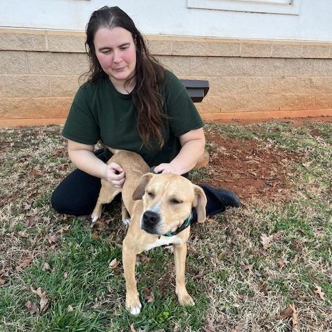 Enlarge Stu, a Adoptable Mixed Breed in Winston-Salem, NC image 2/3