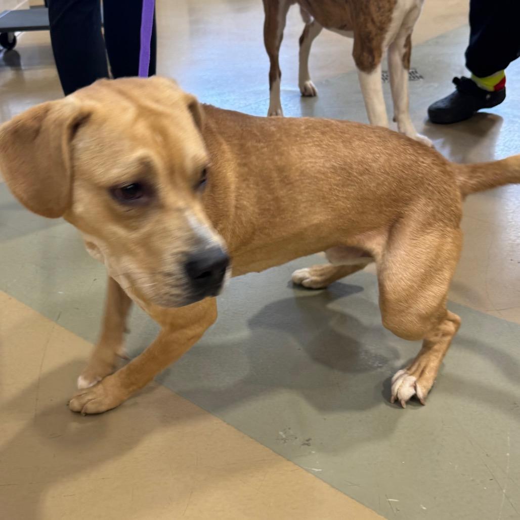 Enlarge Stu, a Adoptable Mixed Breed in Winston-Salem, NC image 3/3