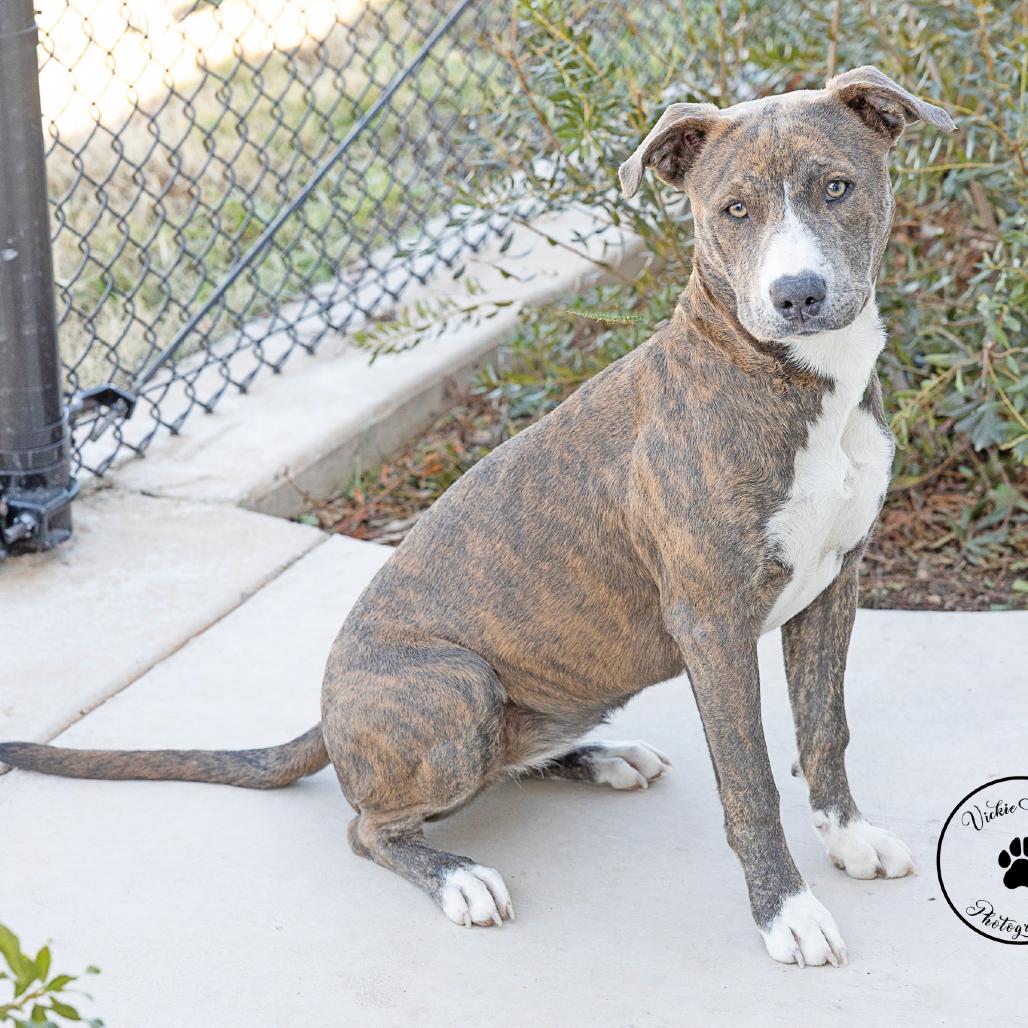 Majestic, Adoptable, Young Female Mountain Cur & Mixed Breed.