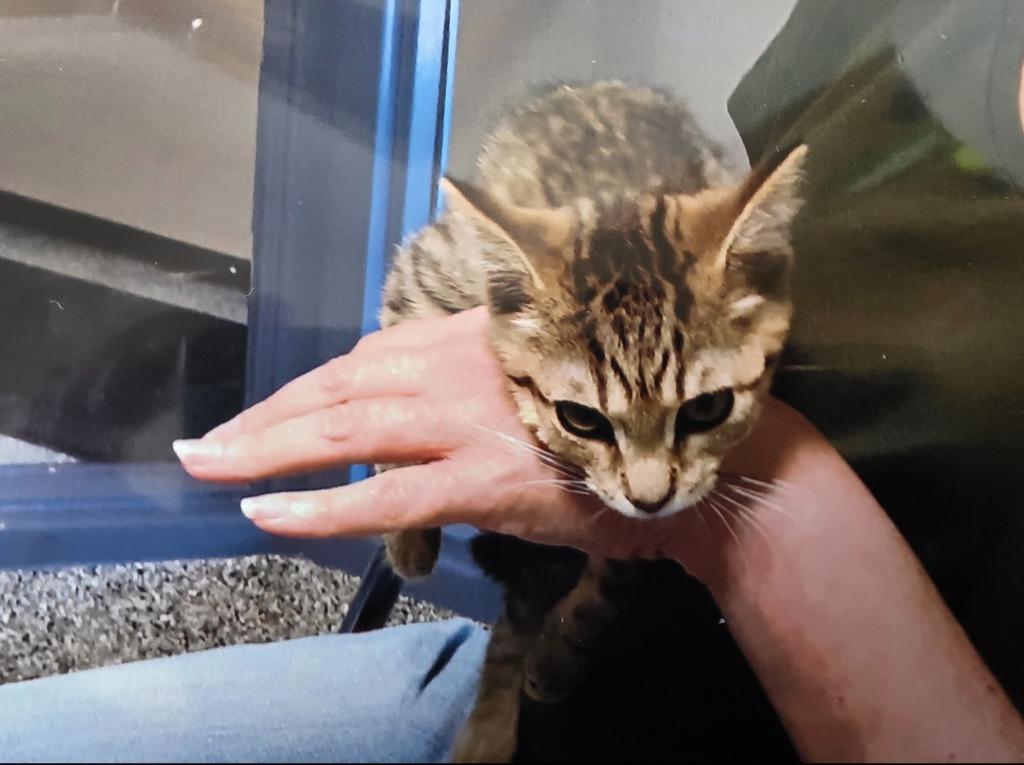 Lily, Adoptable, Adult Female Domestic Short Hair.