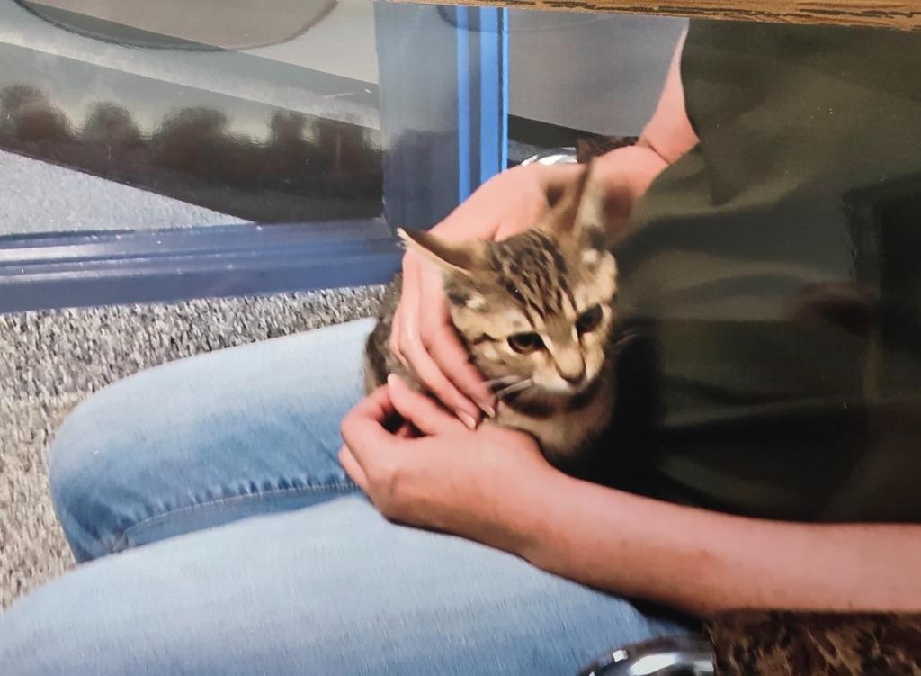 Enlarge Lily, a Adoptable mixed breed in West Bloomfield, MI image 2/2