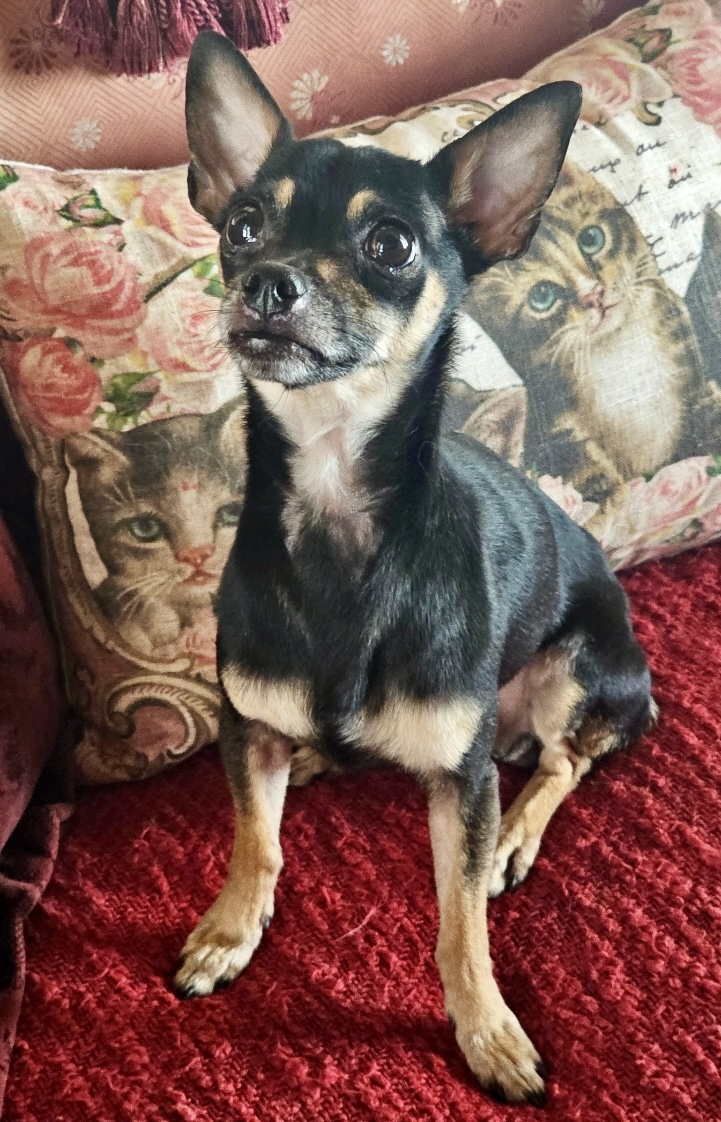 Dog for adoption Tucker, a Miniature Pinscher in Riverside, CA