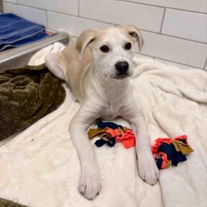 Eloise, a Adoptable mixed breed in San Francisco, CA image 1/3