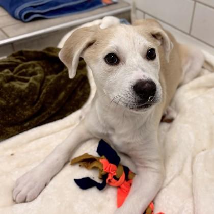 Eloise, a Adoptable mixed breed in San Francisco, CA image 2/3