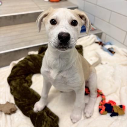 Eloise, a Adoptable mixed breed in San Francisco, CA image 3/3