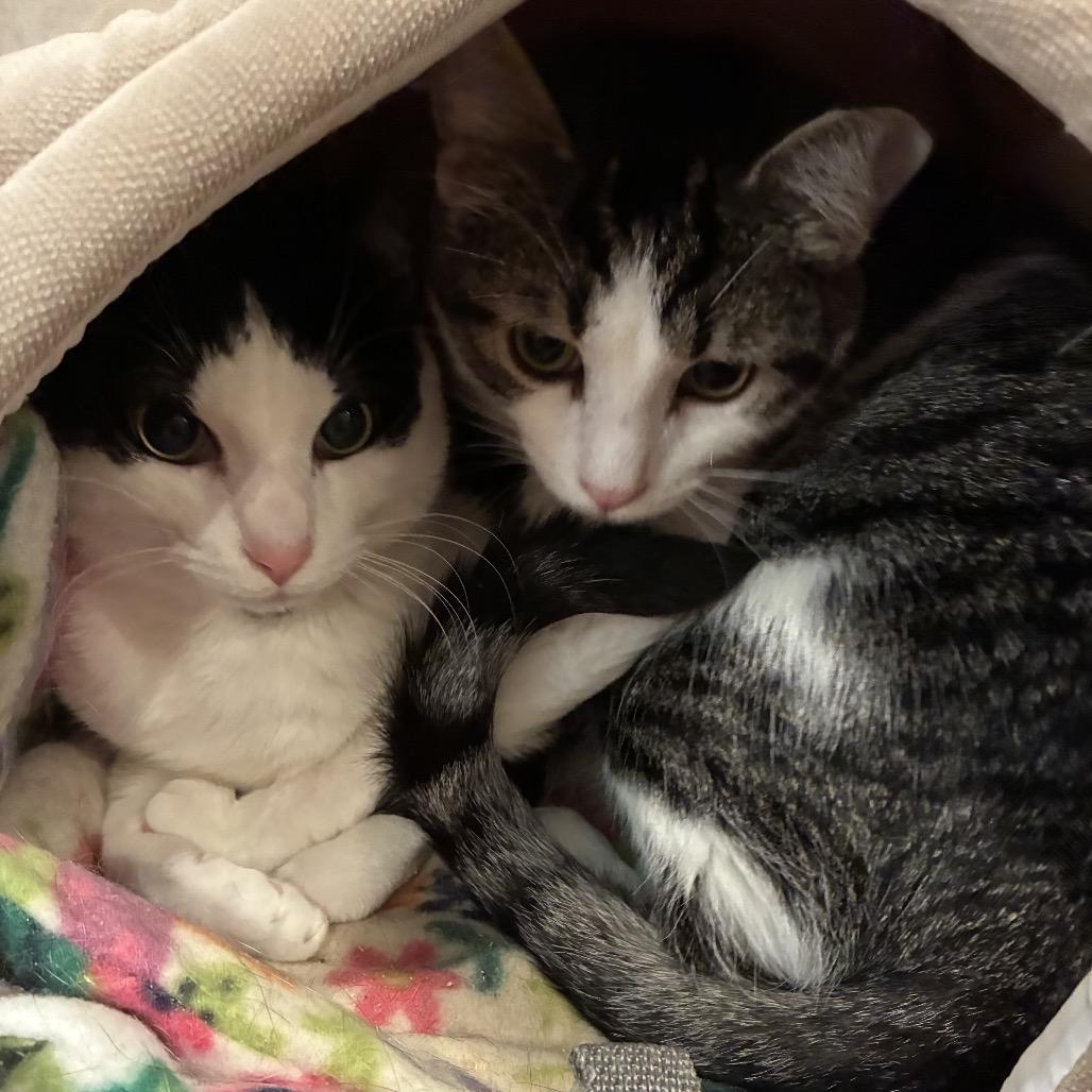 Bobo, Adoptable, Young Male Domestic Short Hair.