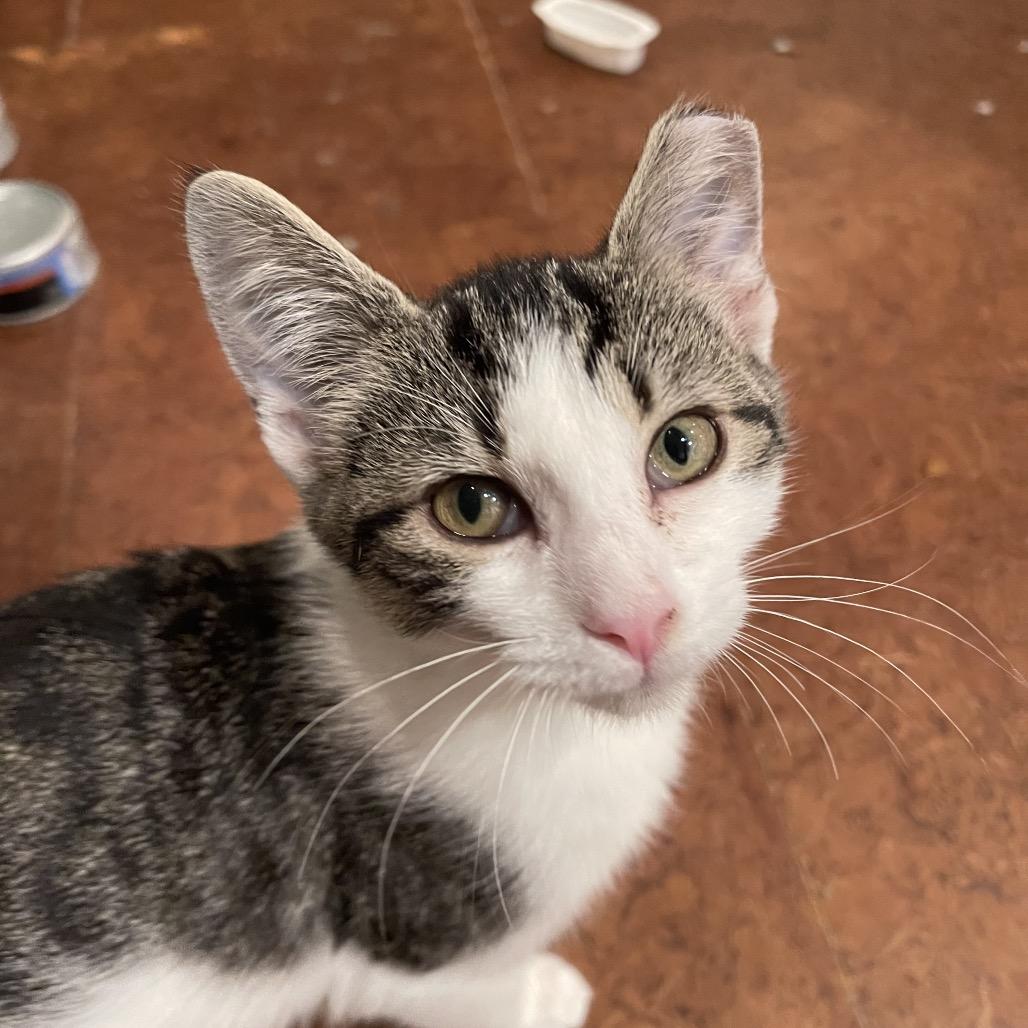 Enlarge Bobo, a Adoptable Domestic Short Hair in SLIPPERY ROCK, PA image 1/3