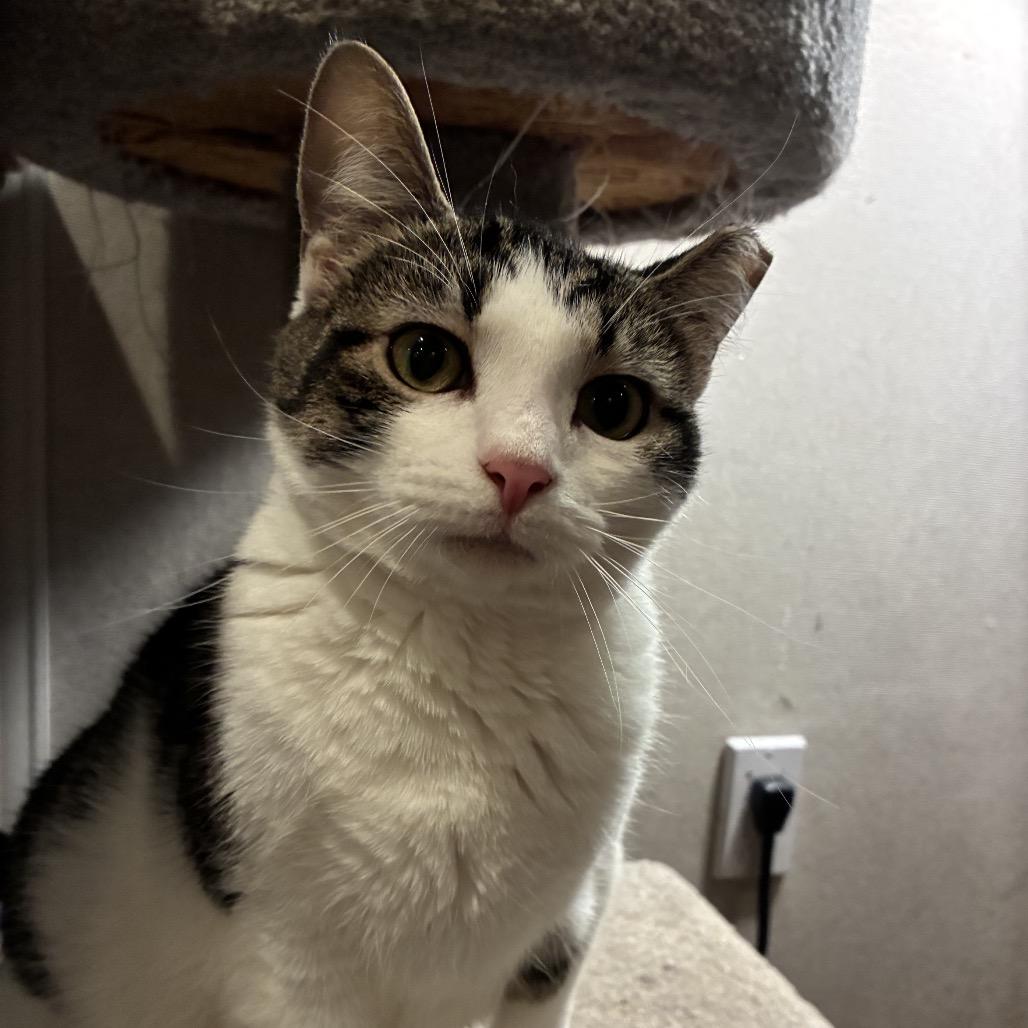 Enlarge Bobo, a Adoptable Domestic Short Hair in SLIPPERY ROCK, PA image 3/6