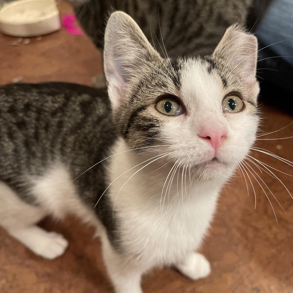 Enlarge Bobo, a Adoptable Domestic Short Hair in SLIPPERY ROCK, PA image 2/3