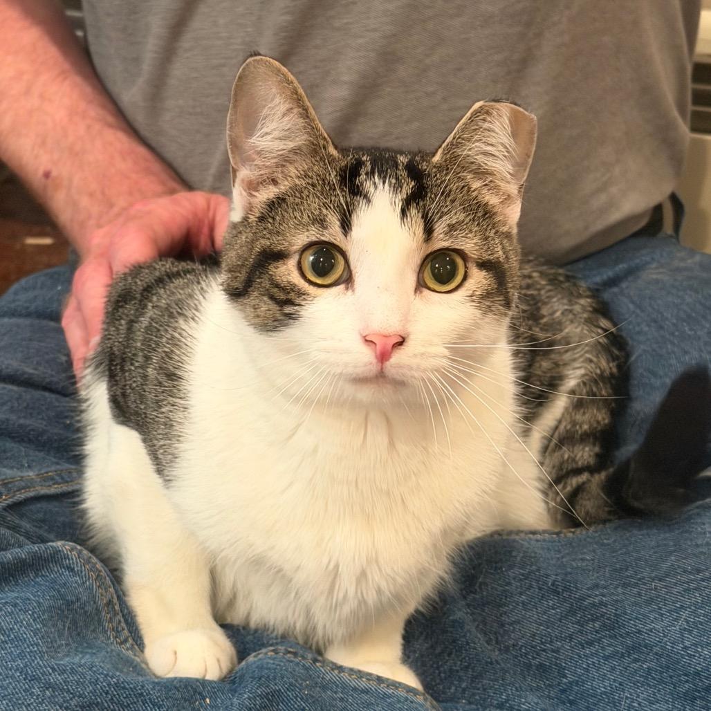 Enlarge Bobo, a Adoptable Domestic Short Hair in SLIPPERY ROCK, PA image 5/6